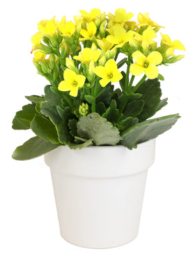 Plants for Pets Kalanchoe indoors as an elegant center point