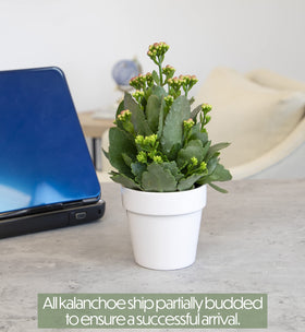 Plants for Pets Kalanchoe on an office desk for a low-maintenance touch
