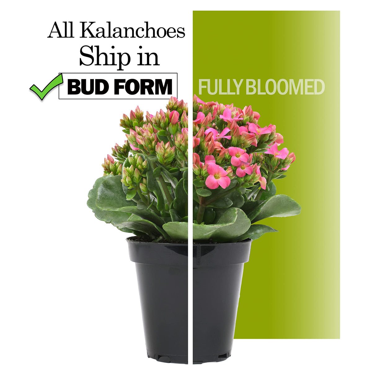 Plants for Pets Kalanchoe outdoors in mild climates when seasons permit