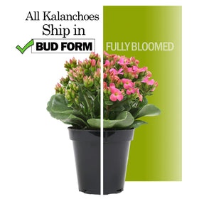 Plants for Pets Kalanchoe outdoors in mild climates when seasons permit