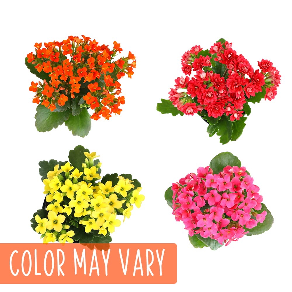 Plants for Pets Kalanchoe white pot close-up highlighting blooms