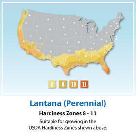 Plants for Pets lantana 4-pack cluster close-up showing vibrant color clusters in hot sun.
