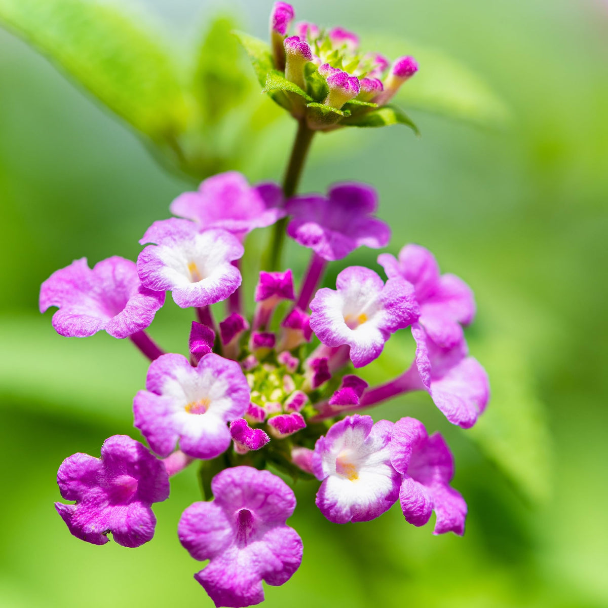 Plants for Pets lantana 4-pack cascading over a container or hanging basket.