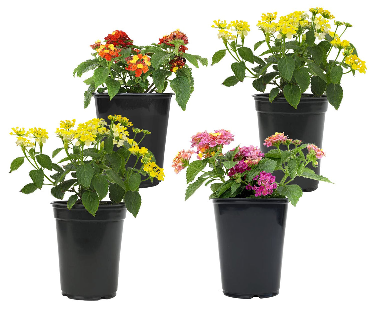 Plants for Pets lantana flowers 4-pack full display in a sunny garden attracting pollinators.