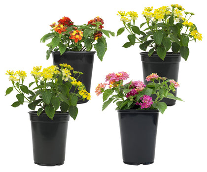 Plants for Pets lantana flowers 4-pack full display in a sunny garden attracting pollinators.