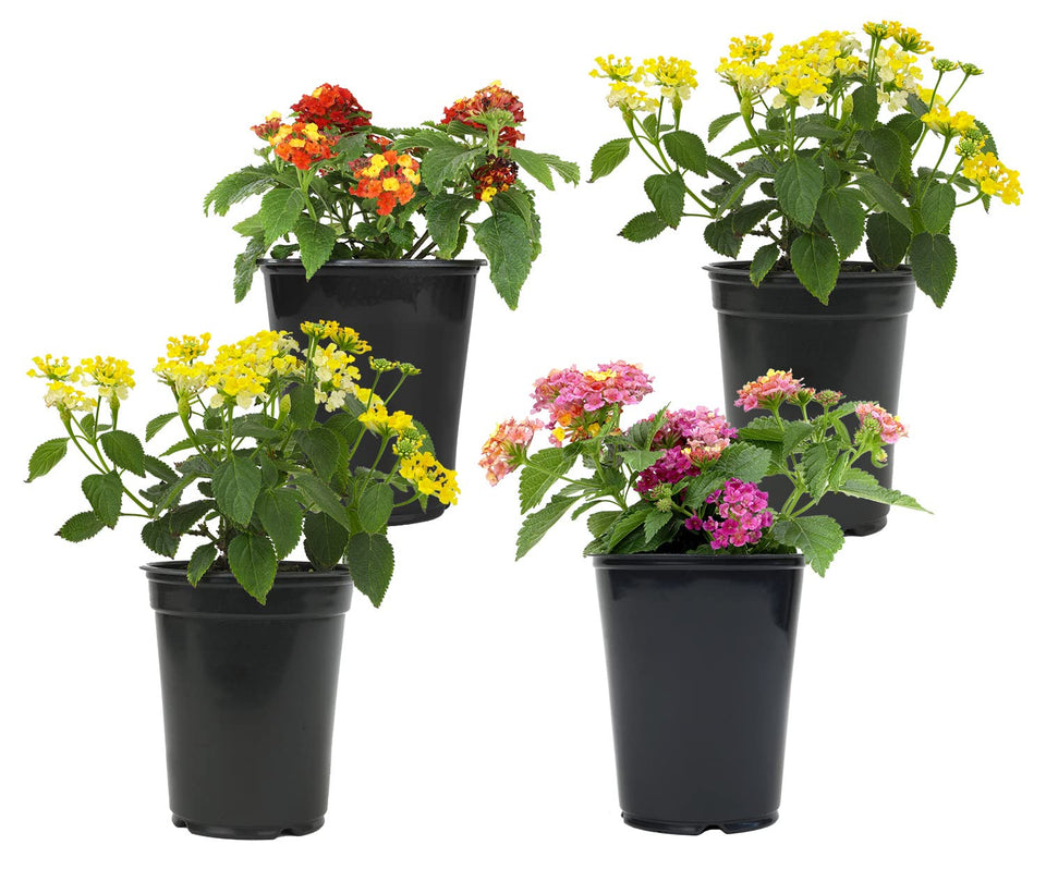 Plants for Pets lantana flowers 4-pack full display in a sunny garden attracting pollinators.