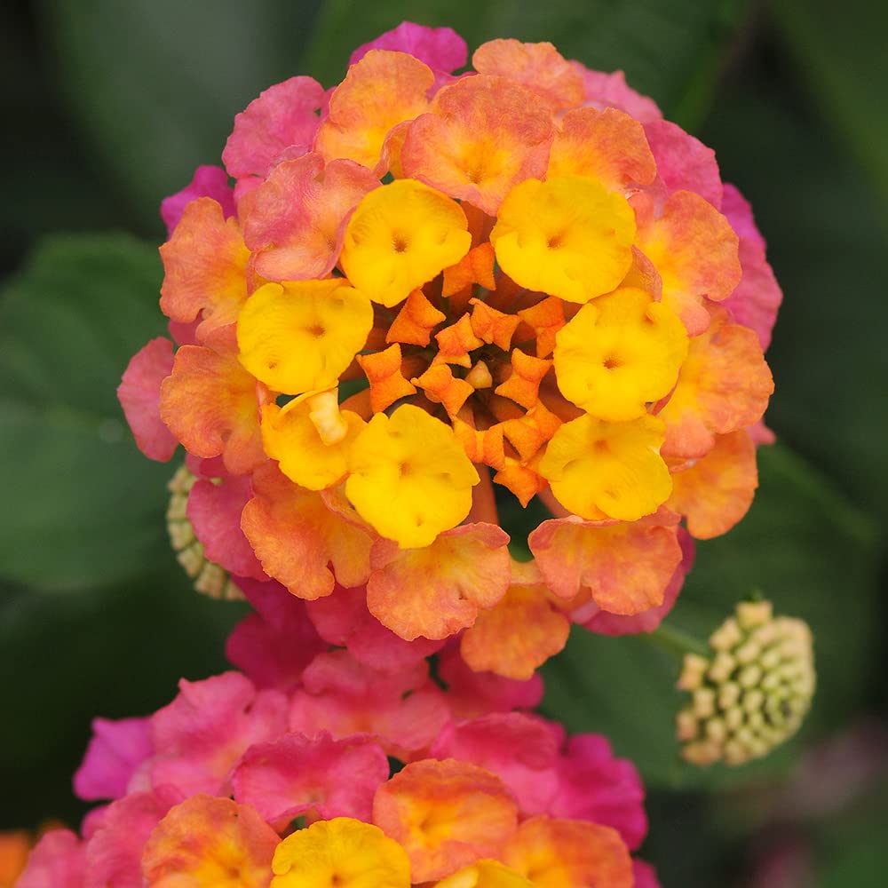 Plants for Pets lantana flowers 4-pack inviting butterflies and bees to your yard.