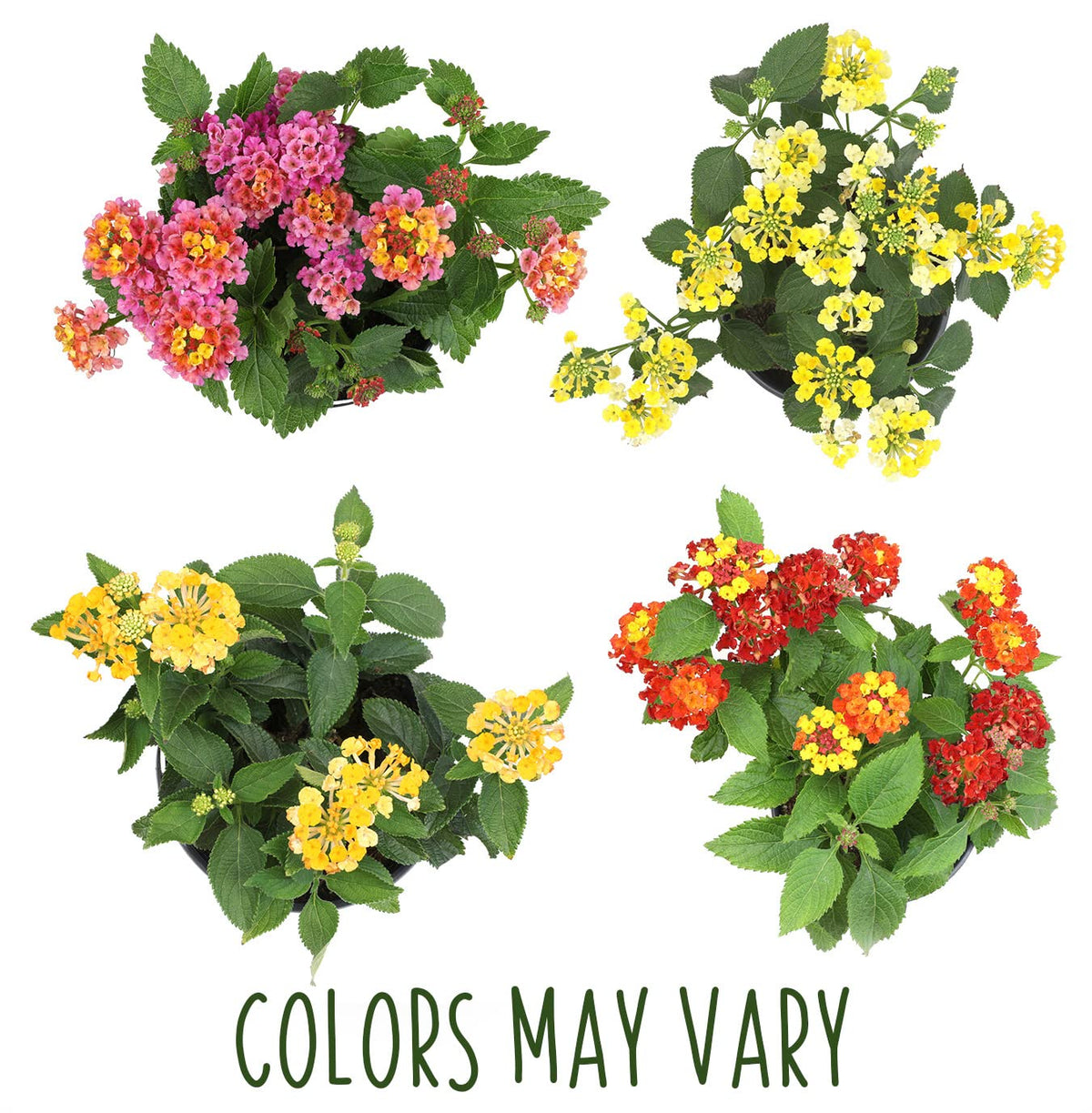 Plants for Pets lantana flowers 4-pack thriving in a sun-drenched garden.