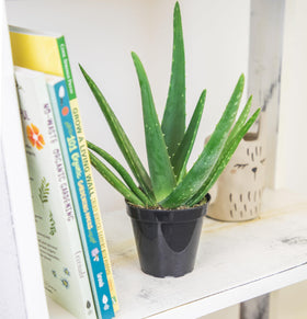 Plants for Pets full aloe vera succulent brightening a room.