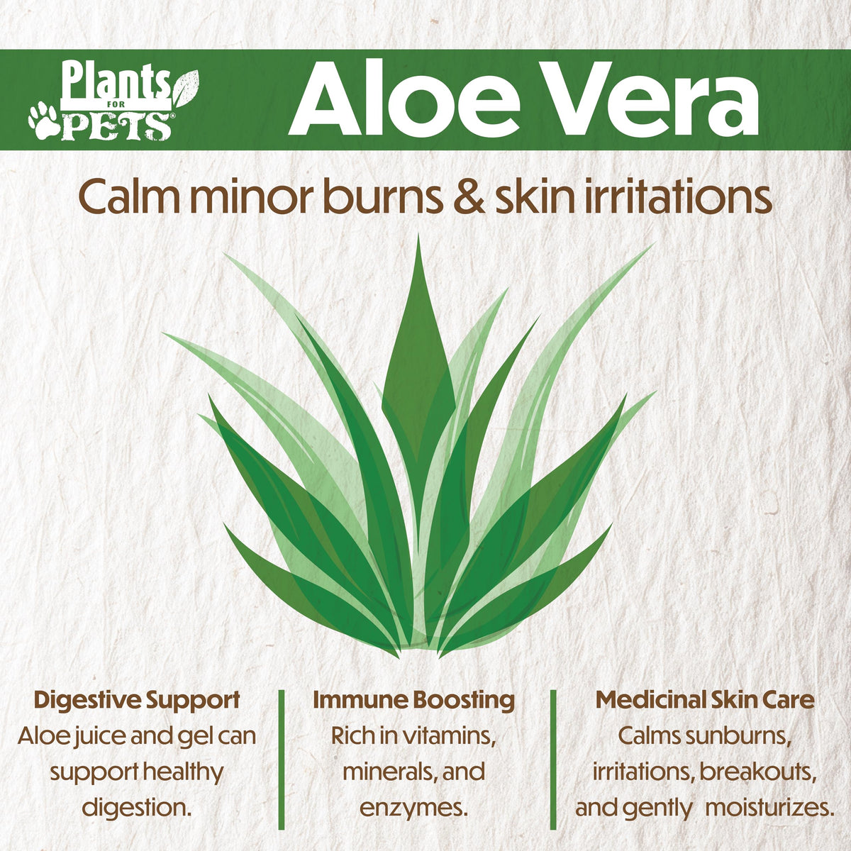 Plants for Pets aloe vera leaf close-up showing vibrant, drought-tolerant foliage.