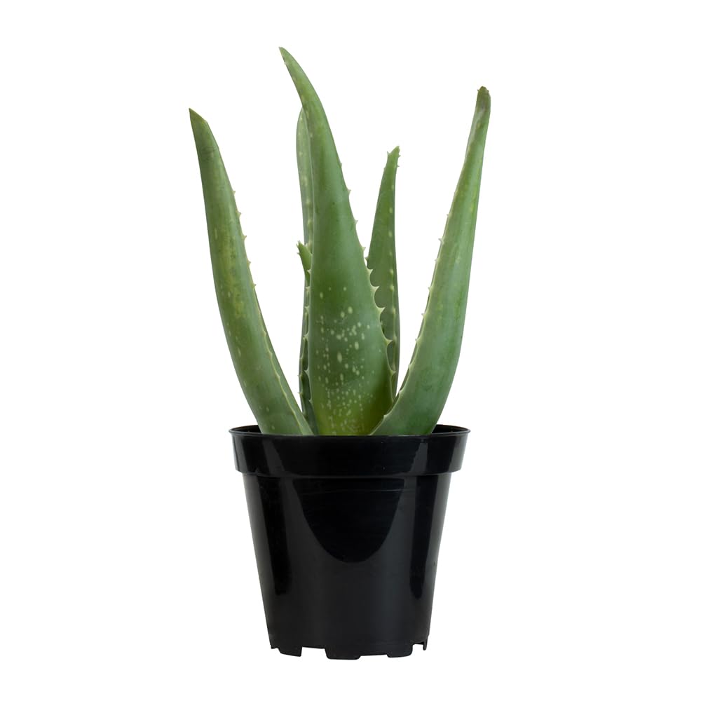 Plants for Pets aloe vera succulent in a 3.5-inch pot for easy indoor growth.