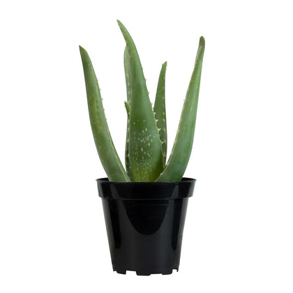 Plants for Pets aloe vera succulent in a 3.5-inch pot for easy indoor growth.