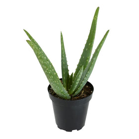 Plants for Pets aloe vera with soft sunlit leaves for easy home decorating.