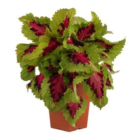 Plants for Pets Coleus Kong Jr color close-up; vibrant shade foliage.