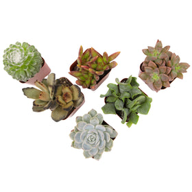 Plants for Pets live succulent pack in 2-inch pots for easy indoor greenery.