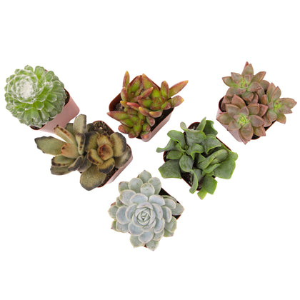 Plants for Pets live succulent pack in 2-inch pots for easy indoor greenery.