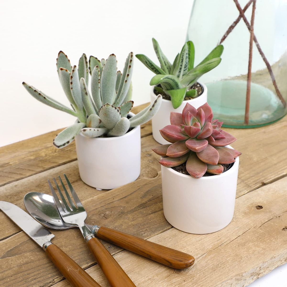 Assorted live succulents brighten desks and shelves in glazed planters.