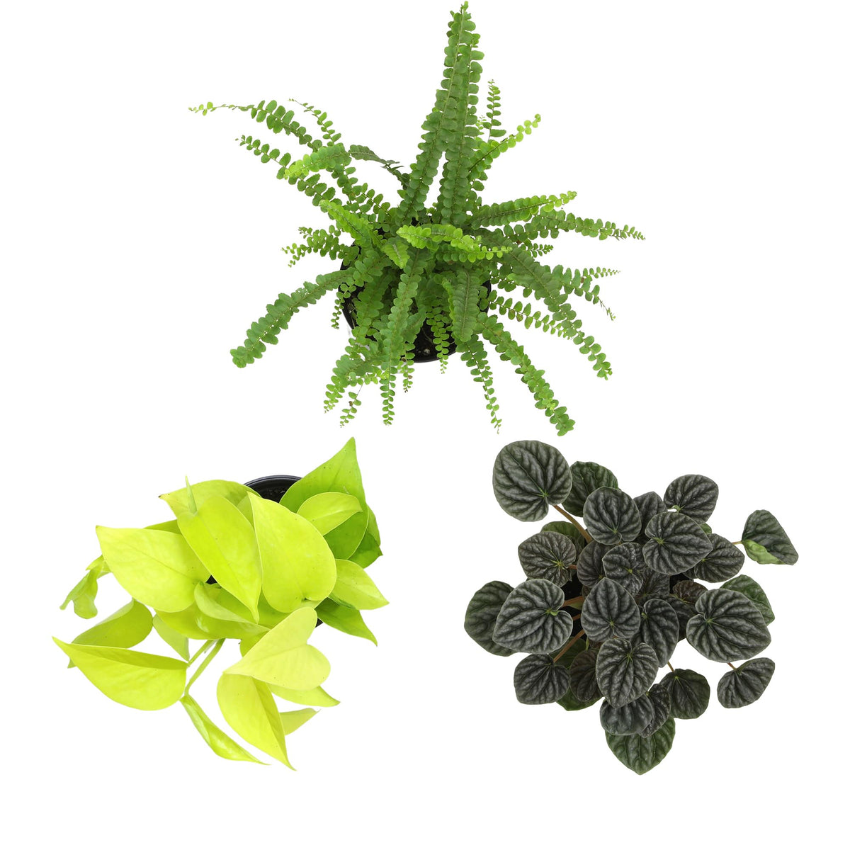 Plants for Pets low-light indoor plants—brighten spaces with easy-care greenery.