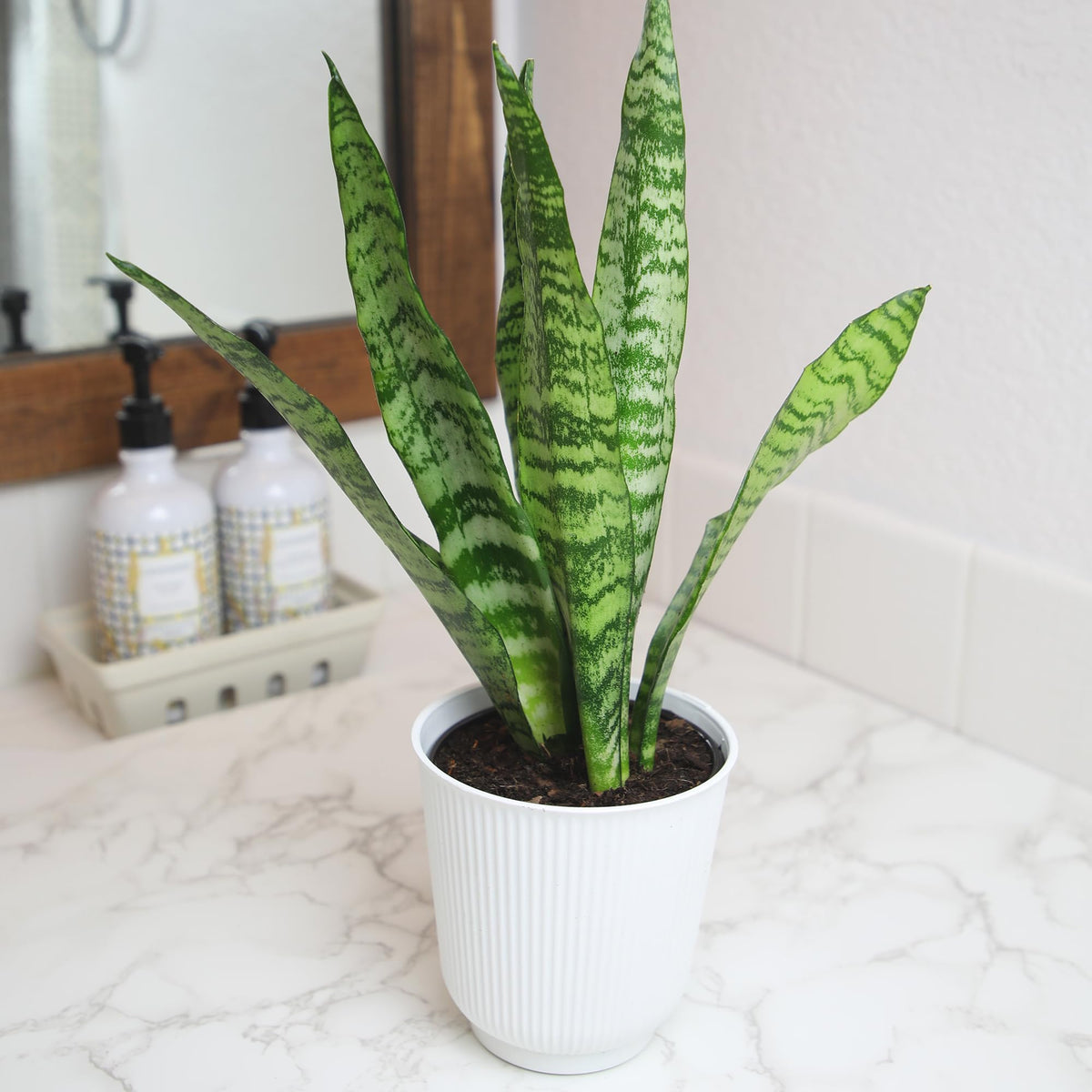 Plants for Pets low-light tolerant snake plant ideal for desks and shelves.