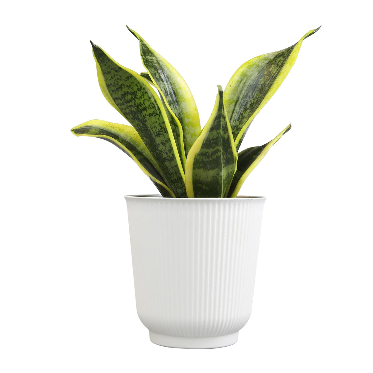 Plants for Pets snake plant adapted to low light corners