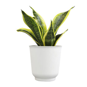 Plants for Pets snake plant adapted to low light corners