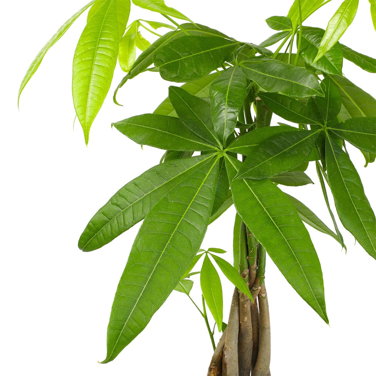 Plants for Pets money tree in a 6-inch pot suits desks and shelves