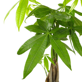 Plants for Pets money tree in a 6-inch pot suits desks and shelves