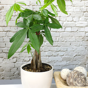 Plants for Pets money tree supports air purification and humidity balance
