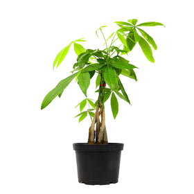 Plants for Pets money tree with braided trunk enhances decor and feng shui appeal