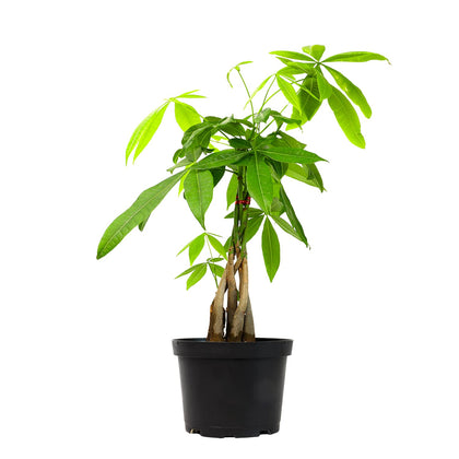 Plants for Pets money tree with braided trunk enhances decor and feng shui appeal