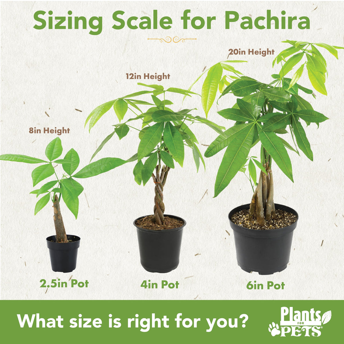 Plants for Pets money tree makes a thoughtful gift-ready addition for plant lovers