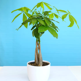 Plants for Pets money tree leaf detail shows lush green foliage