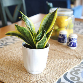 Plants for Pets Mother In Law Tongue indoors for inviting spaces