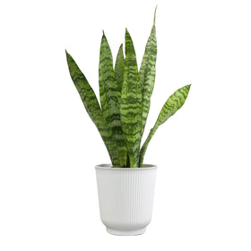 Plants for Pets mother-in-law tongue close-up showing tall sword-like leaves.