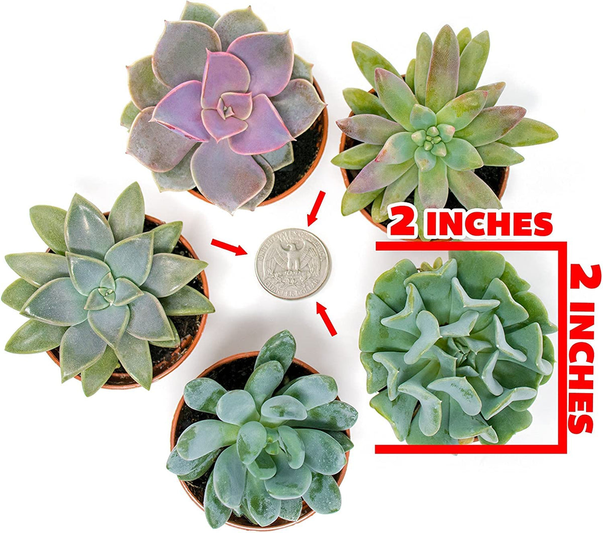 Plants for Pets office desk succulent centerpiece: calm greenery without heavy upkeep.