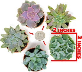 Plants for Pets office desk succulent centerpiece: calm greenery without heavy upkeep.