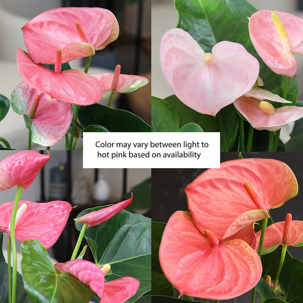 Plants for Pets office setup featuring pink anthurium as a vibrant focal point.