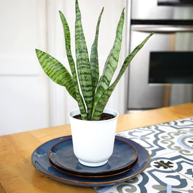 Plants for Pets office-friendly snake plant in pot adds low-maintenance greenery.