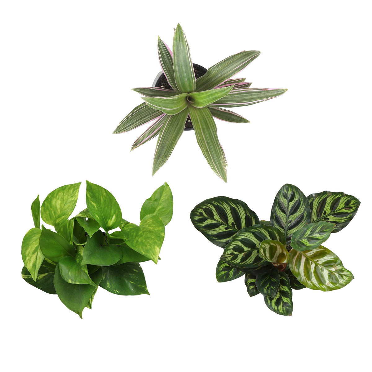 Plants for Pets peperomia and Calathea mix—colorful textures add interest to desks and shelves.