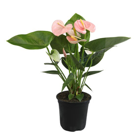 Plants for Pets pink anthurium plant in a 4-inch pot for bright indoor color.