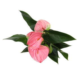 Plants for Pets pink anthurium spathes add tropical charm.