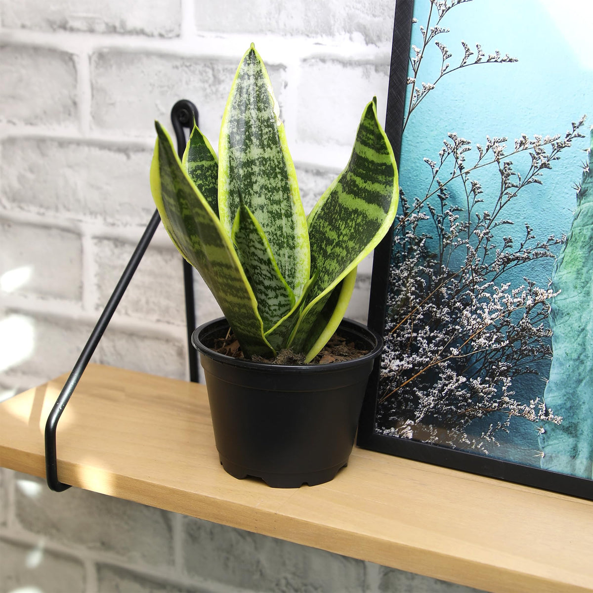 Plants for Pets plant stand-ready decor—perfect for tabletops, desks, and shelves.