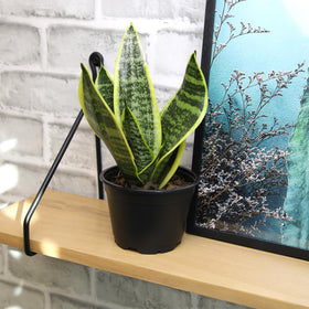 Plants for Pets plant stand-ready decor—perfect for tabletops, desks, and shelves.