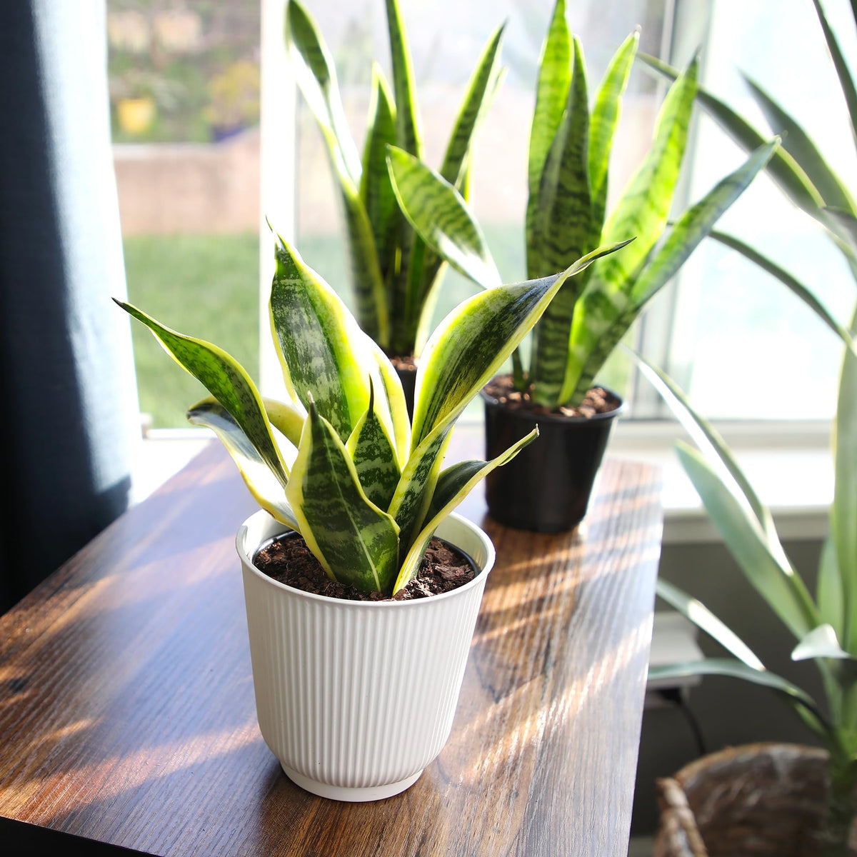 Plants for Pets porch ready snake plant enhances patio decor