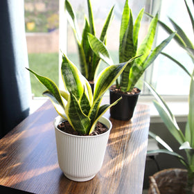 Plants for Pets porch ready snake plant enhances patio decor