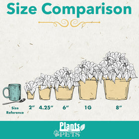 Plants for Pets pothos in potting soil—vibrant vines that thrive indoors with minimal care.