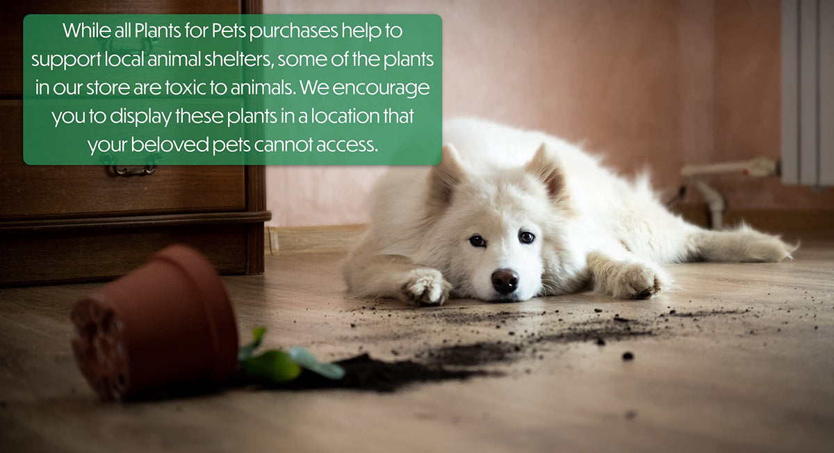 Plants for Pets ready-to-display planters make a thoughtful gift.