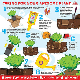 Care guidance for True Passion rose including watering and fertilizing tips