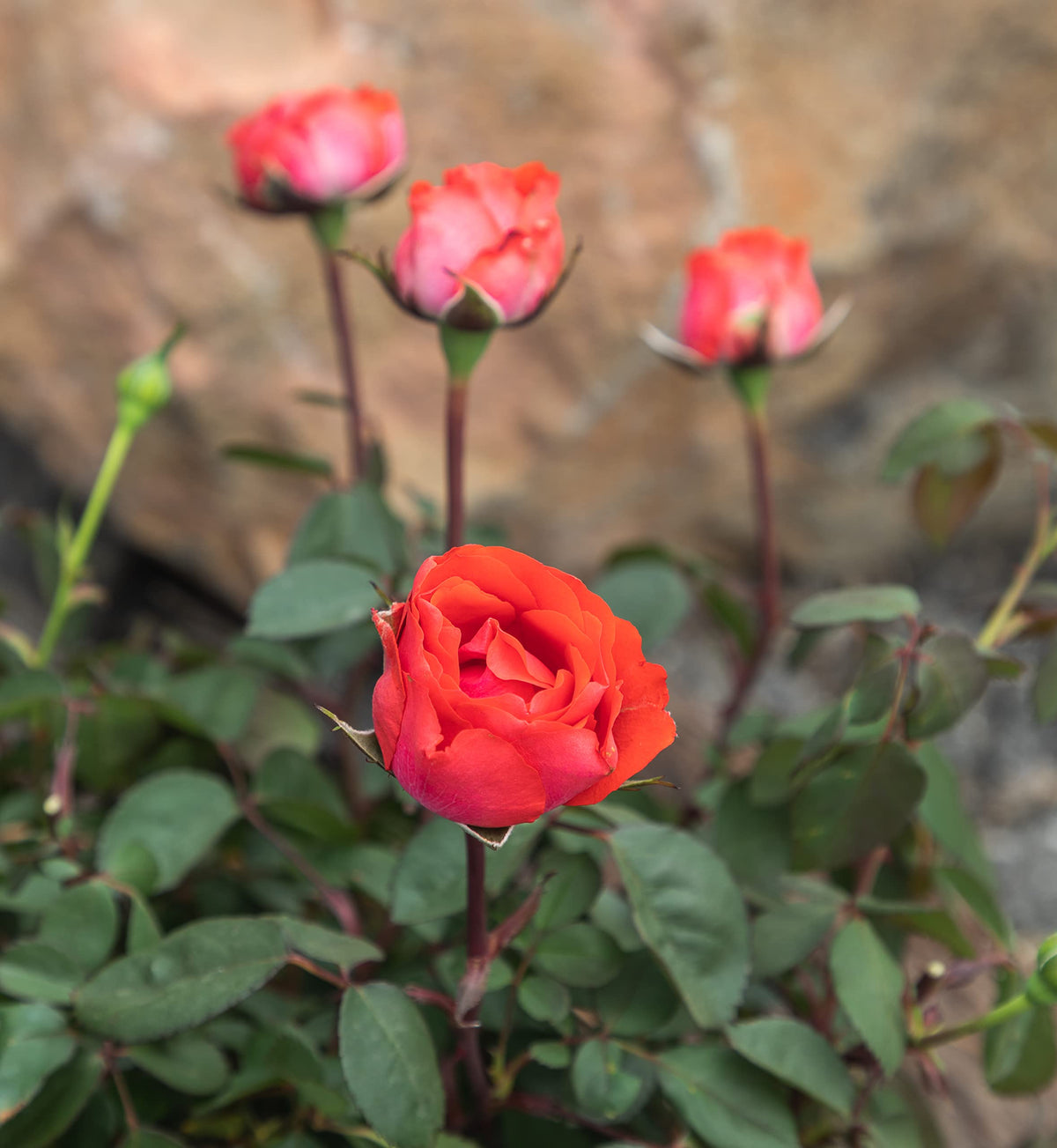 Cut bouquet potential with aromatic True Passion rose blooms