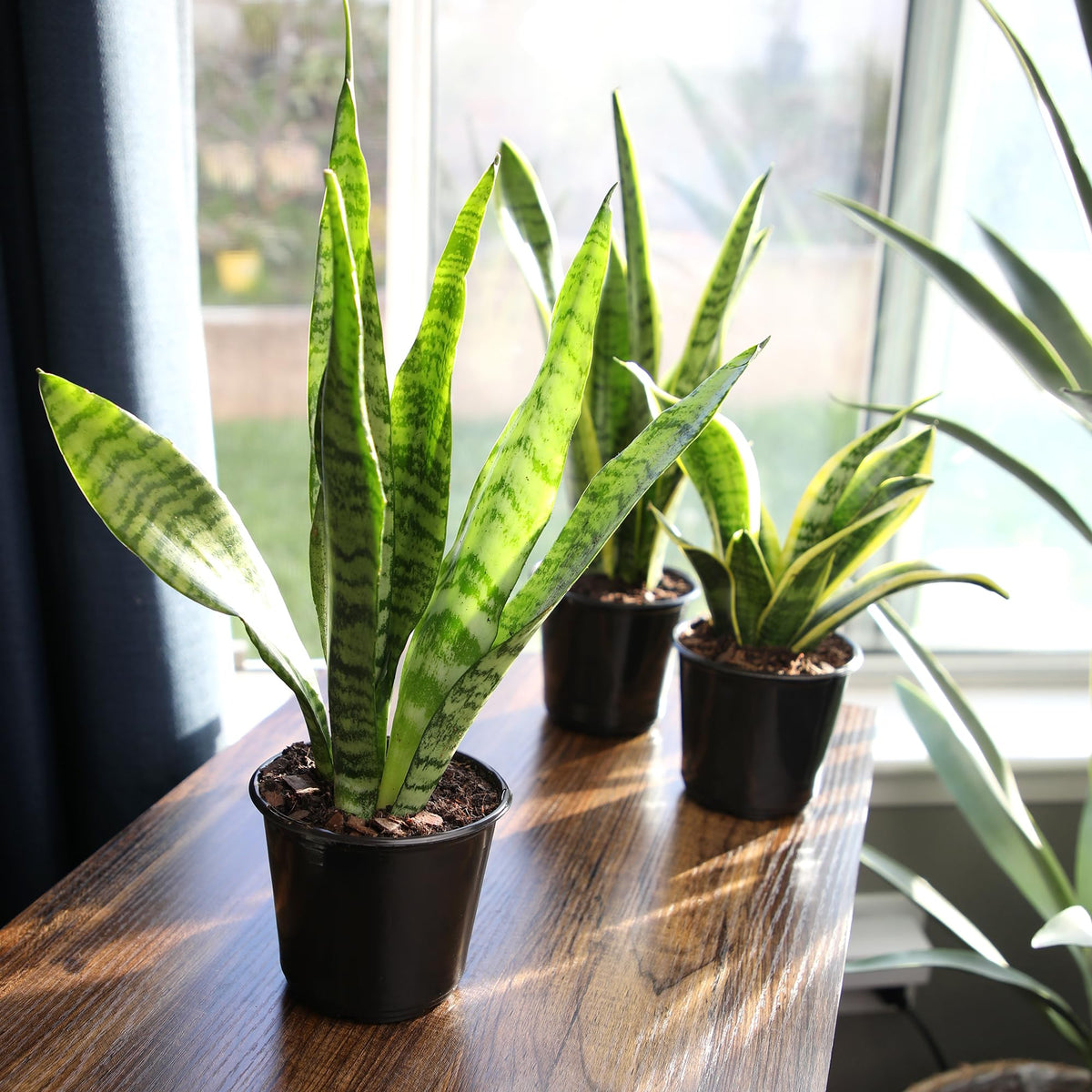 Plants for Pets fully rooted sansevieria ready to display with minimal care.